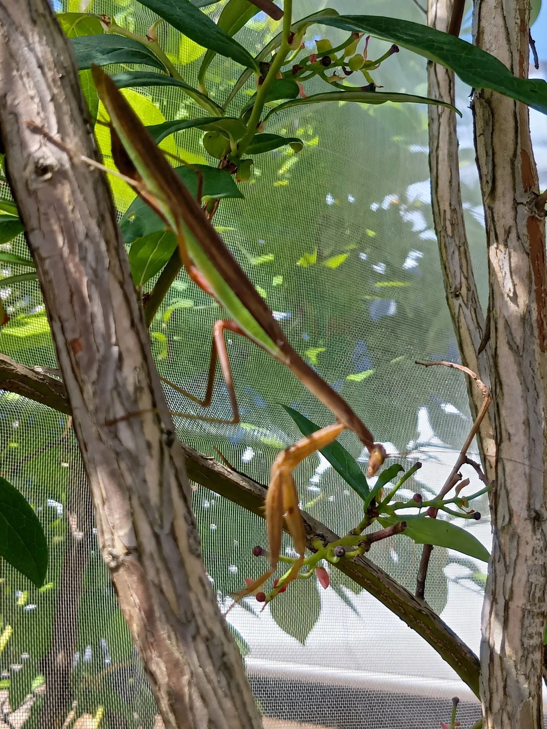 ブルーベリーの木にとまっているカマキリ